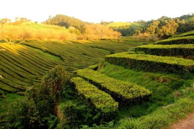 Private Full-Day 4x4 Tour to Furnas Volcano - Caldeira das Furnas: thermal bath time and village fumaroles