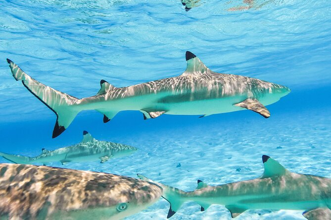 Private Full-Day Lagoon Adventure in Bora Bora with BBQ Lunch - Guides Who Turn a Boat Trip Into a Story (Aro, Toto, Koko, Ray, Manu, Coco)