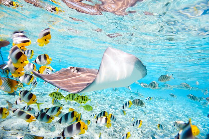 Private Full-Day Lagoon Adventure in Bora Bora with BBQ Lunch - Gear, Towels, and Family-Friendly Setup
