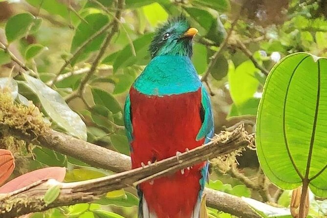 PRIVATE Guided Walk to the Monteverde Cloud Forest Preserve - Monteverde Cloud Forest: why this walk feels different