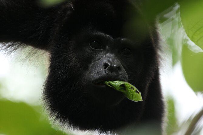 PRIVATE Guided Walk to the Monteverde Cloud Forest Preserve - Price and value: $68 tour plus $29 entrance fee