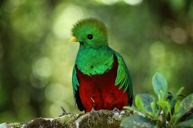 PRIVATE Guided Walk to the Monteverde Cloud Forest Preserve - Logistics that matter: meeting point, no pickup, and timing