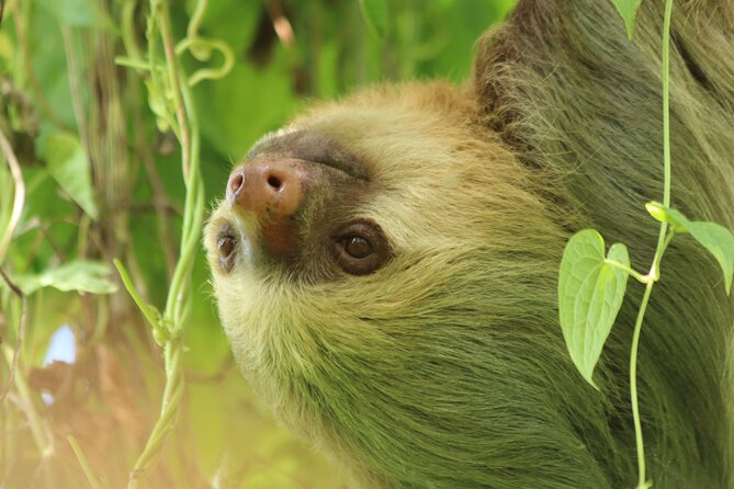 PRIVATE Guided Walk to the Monteverde Cloud Forest Preserve - Your 3-hour plan inside the reserve
