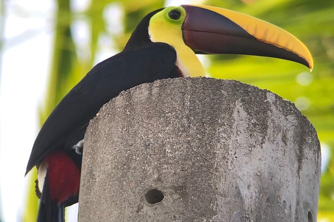 Private Guided Walking Tour in Hacienda Baru TICKET NOT included - Hacienda Baru: your wildlife detour from the Manuel Antonio crowd