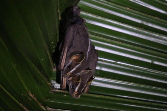 Private Guided Walking Tour in Hacienda Baru TICKET NOT included - What to pack and how to plan your morning like a local