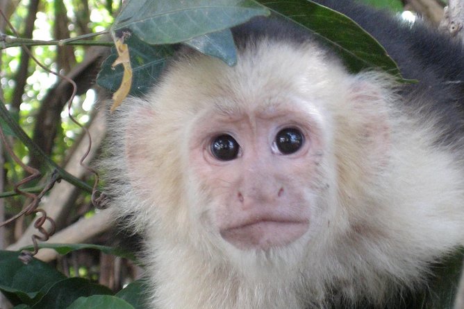 PRIVATE Palo Verde Boat Safari: Wildlife + Lunch Included - Key points before you go
