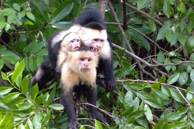 PRIVATE Palo Verde Boat Safari: Wildlife + Lunch Included - Private Palo Verde from Tamarindo: what makes it worth your morning
