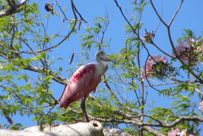 PRIVATE Palo Verde Boat Safari: Wildlife + Lunch Included - The guide and boat captain combo: what to pay attention to