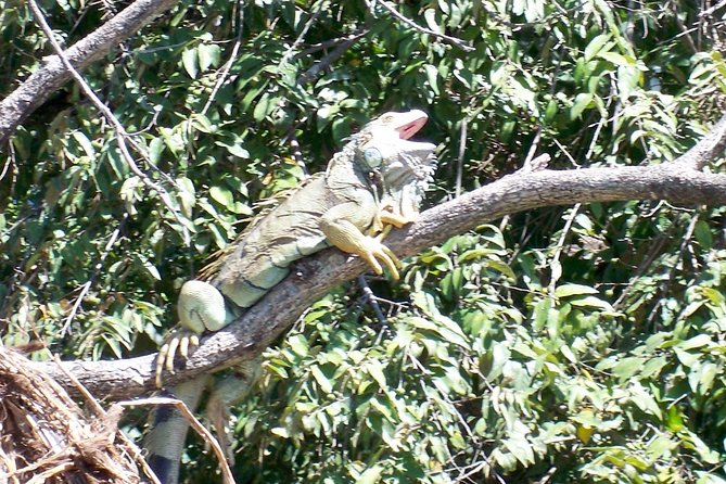 PRIVATE Palo Verde Boat Safari: Wildlife + Lunch Included - Lunch in Ortega: included, local, and more filling than you expect