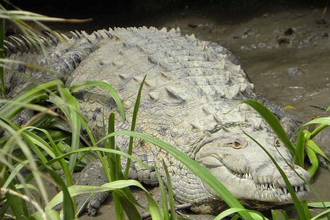 PRIVATE Palo Verde Boat Safari: Wildlife + Lunch Included - Price and value: what $190 buys you on the ground