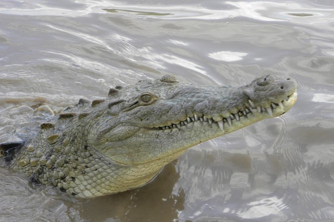 PRIVATE Palo Verde Boat Safari: Wildlife + Lunch Included - Palo Verde National Park riverboat cruise: what you’re likely to see