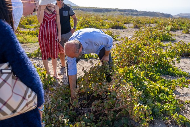 Private Santorini Wine Roads Tour with Tastings - Pickup, timing, and cruise-ship logistics in plain English