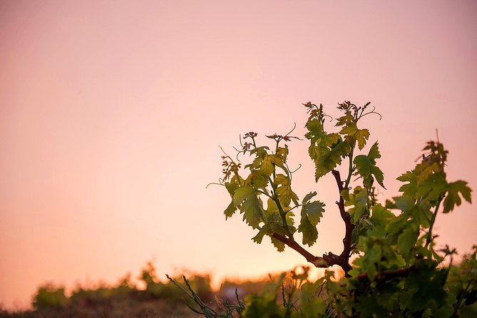Private Santorini Wine Roads Tour with Tastings - Price and value: $748.21 for up to 2 people (what that buys you)