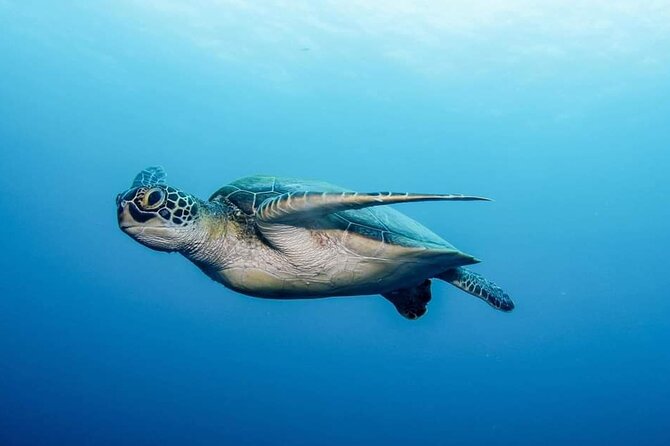 Private Scuba Diving in Tenerife – Certified Instructor & Photos - The 30–40 Minute Briefing: Where First-Timers Gain Confidence