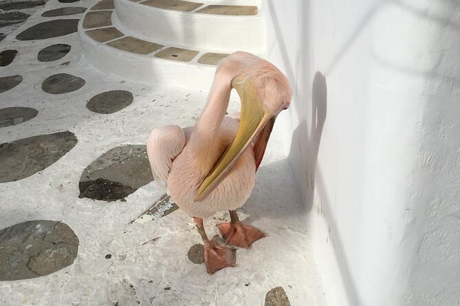 Private Tour: 4 Hours Mykonos Island Tour - Like a Local - Ftelia and a private church stop (only if open)