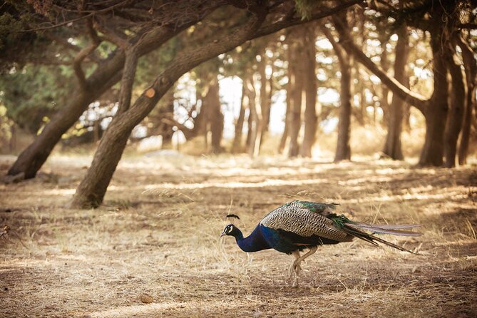 Private Tour: Best of Rhodes in one day (Full Island Tour) - How “private guide” plays out in real life