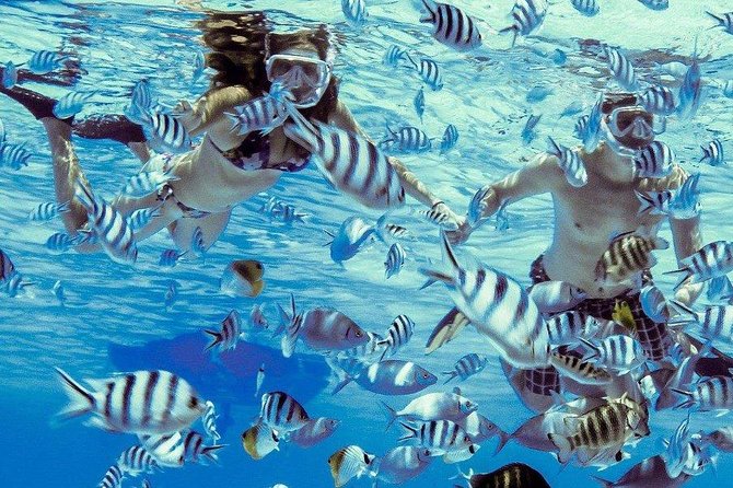 Private Tour: Bora Bora Lagoon Eco Snorkel Cruise - 3hrs or 6hrs - Snorkeling at three locations: what to expect under the surface