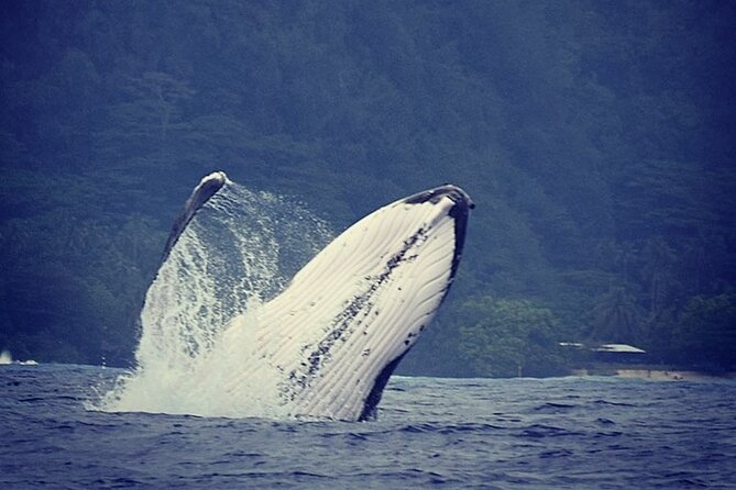 Private tour observing and swimming with humpback whales in Moorea - Key Highlights at a Glance