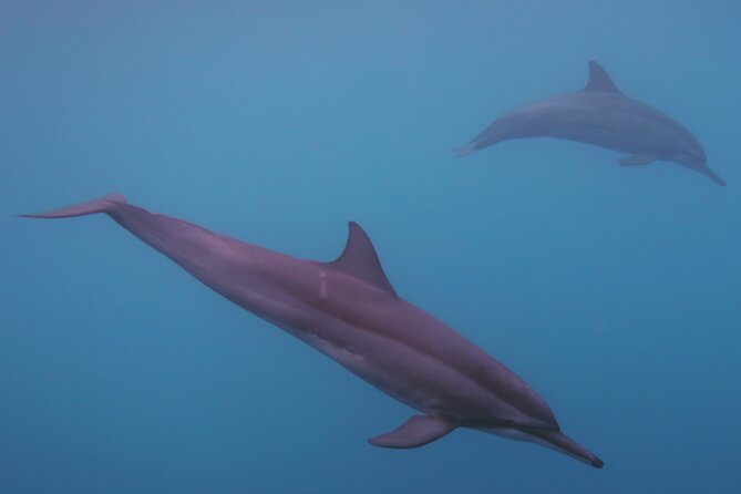 Private tour observing and swimming with humpback whales in Moorea - A Small-Group Boat Trip on the Mana’hau (Max 8 People)