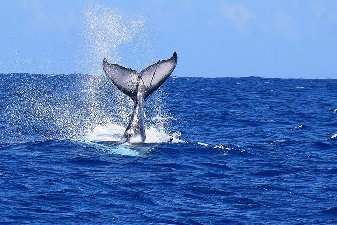 Private tour observing and swimming with humpback whales in Moorea - Tips to Get the Most Out of Your Half-Day