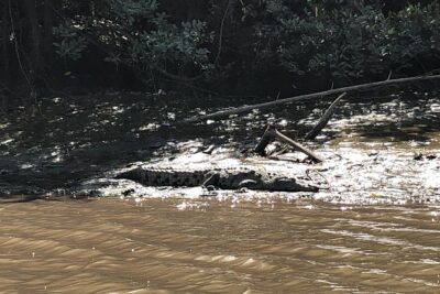 Private tours and transfer Costa Rica - Wildlife on the Boat: 90 Minutes Through the Dry Forest