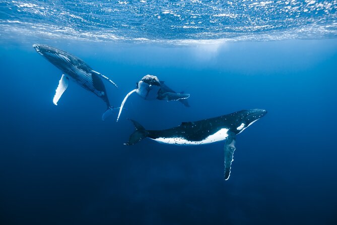 Private Whale Watching Adventure in Mo'orea - Quick hits before you go