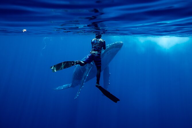 Private Whale Watching Adventure in Mo'orea - Why a private humpback whale swim in Mo’orea feels different