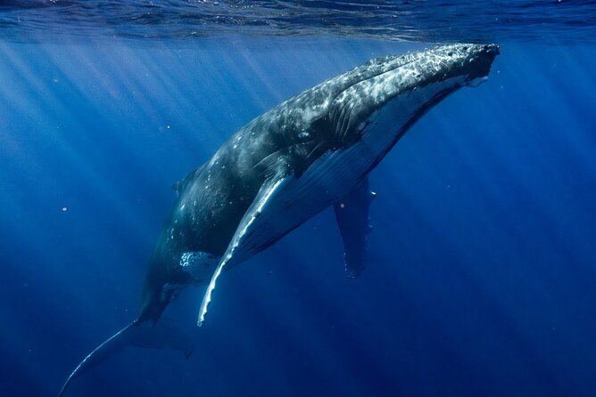 Private Whale Watching Adventure in Mo'orea - How 6 hours turns into real whale time
