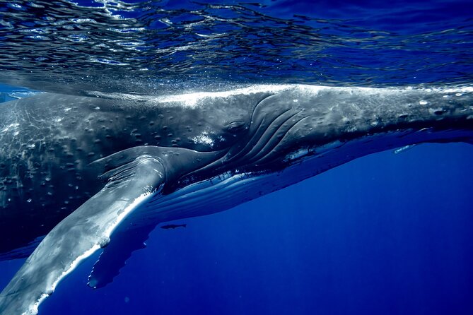 Private Whale Watching Adventure in Mo'orea - Price and value for a group up to 6