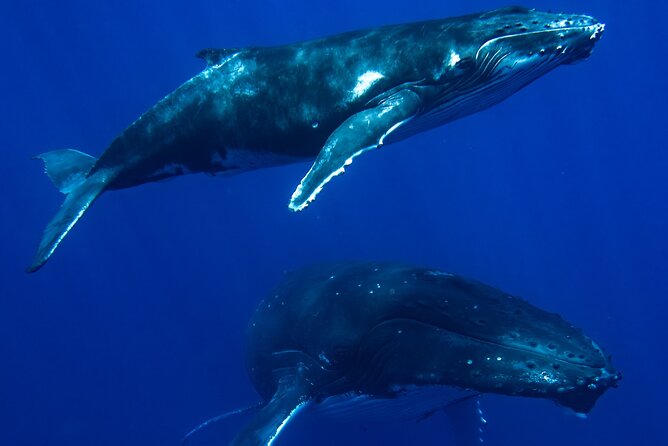 Private Whale Watching Adventure in Mo'orea - Captain and guide teamwork: Teoni’s spotting plus Julien at the helm