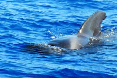 Private Yacht Excursion from Puerto Colon 3 hours - Whale-watching on the North Atlantic: how the search really works