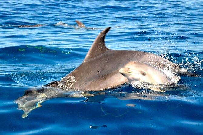Private Yacht Excursion from Puerto Colon 3 hours - Practical tips before you go