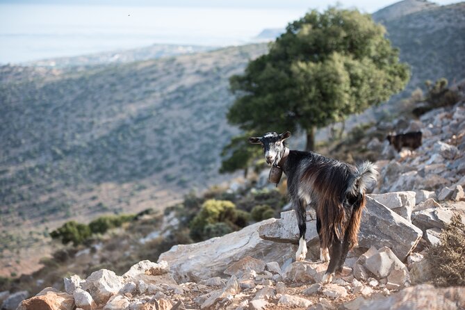 PRIVATE-Zeus Cave-Knossos-Olive oil Factory-Traditional Villages. - Lasithi Plateau’s Windmills: Old Water Power and Big Views
