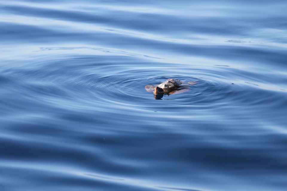 Puerto Colon : Whale & Dolphins Sailing Excursion - Key highlights at a glance