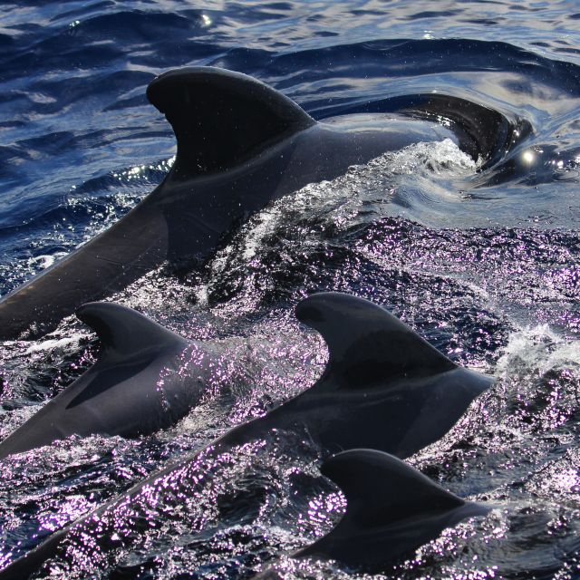 Puerto Colon : Whale & Dolphins Sailing Excursion - What to bring: sunscreen, towel, and the practical stuff
