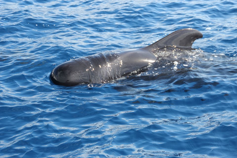 Puerto Colon : Whale & Dolphins Sailing Excursion - Hydrophones and whale calls: the sound you don’t expect