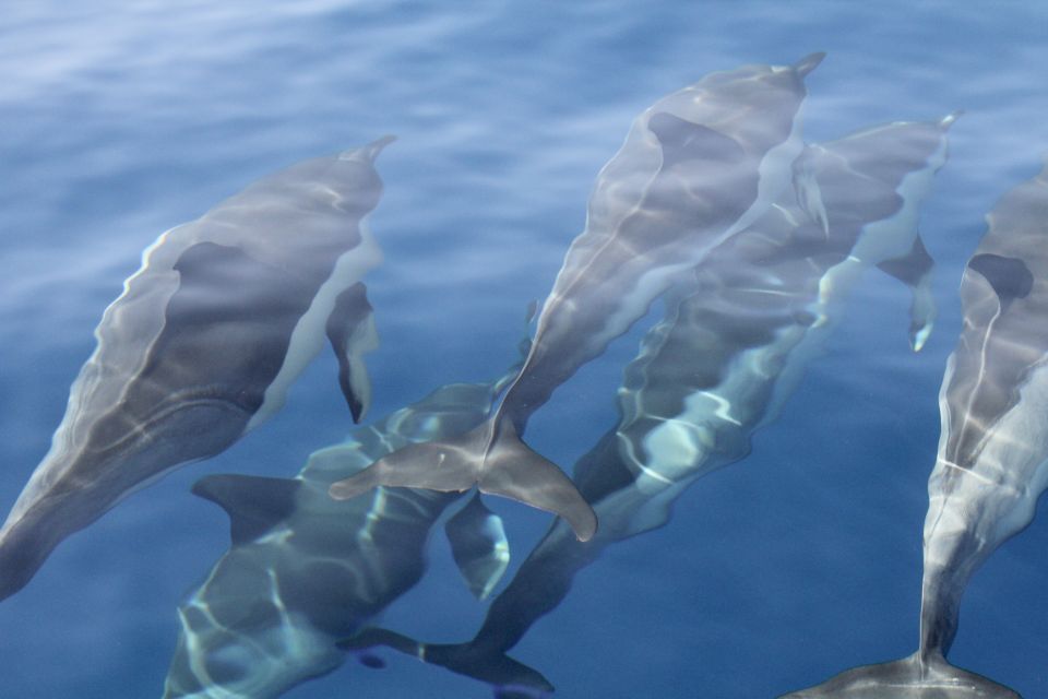 Puerto Colon : Whale & Dolphins Sailing Excursion - Diego Hernández Beach (Hippie Beach): swim, snorkel, and reset
