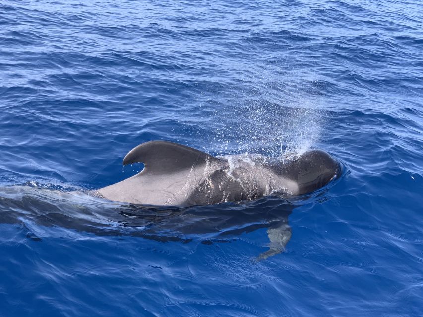 Puerto Colon : Whale & Dolphins Sailing Excursion - Canarian cuisine on the water: lunch that feels local