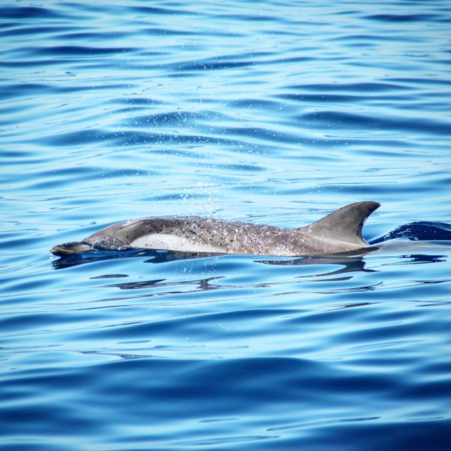 Puerto Colon : Whale & Dolphins Sailing Excursion - Captain Daniel and the crew: how the best boat days get made
