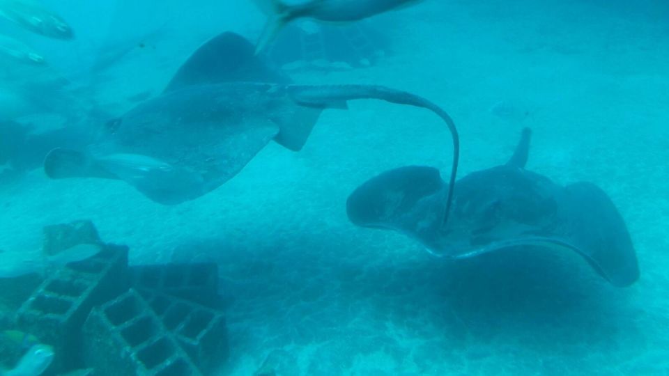 Puerto de la Cruz: Submarine Trip and Beach Stop in Tenerife - Audio guide in 15 languages: why it makes the trip feel smoother