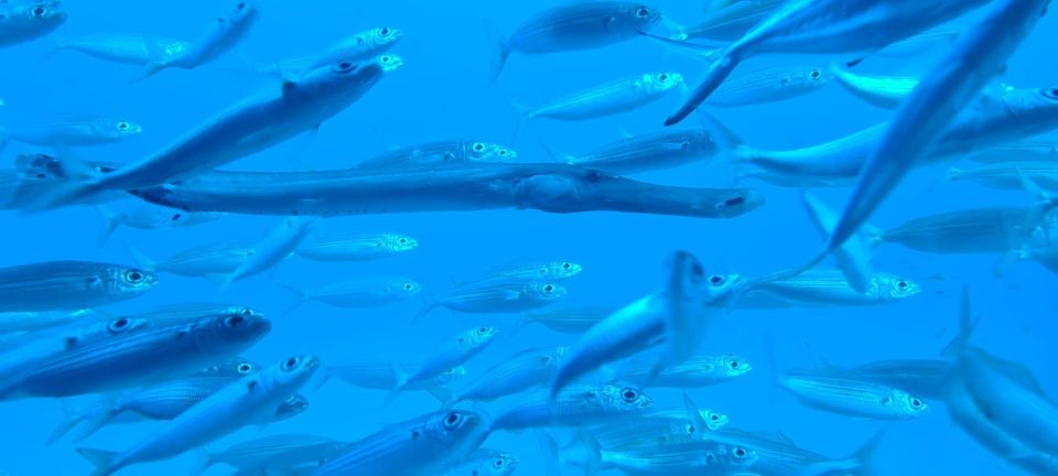 Puerto de la Cruz: Submarine Trip and Beach Stop in Tenerife - Practical tips that make your day smoother