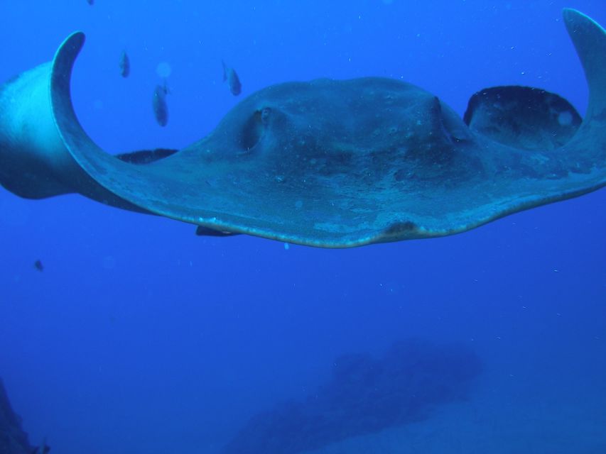 Puerto de la Cruz: Submarine Trip and Beach Stop in Tenerife - Should you book the Puerto de la Cruz submarine and Las Américas stop?