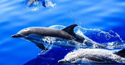 Puerto del Carmen: Dolphin-Watching Speedboat Tour with Swim - How Dolphin and Whale Watching Actually Works Here
