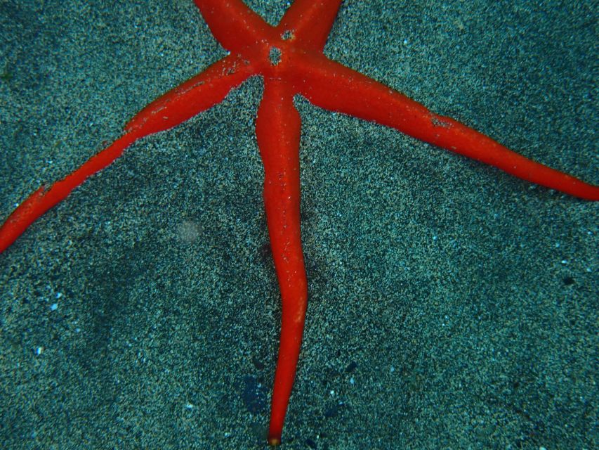 Puerto del Carmen: Snorkeling Trip with Dive Instructor - Should you book it?