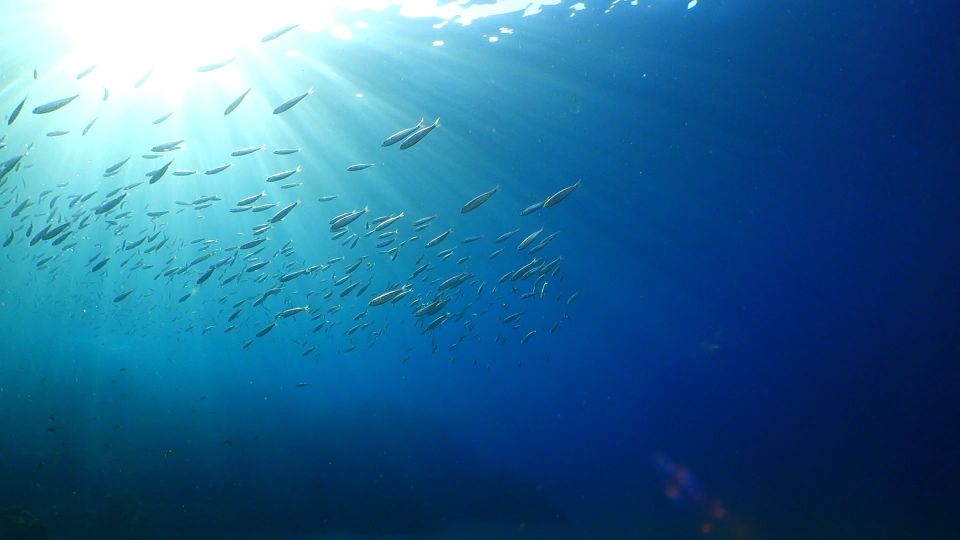 Puerto del Carmen: Snorkeling Trip with Dive Instructor - Gear quality and buoyancy: why Scubapro + wetsuit changes the whole experience