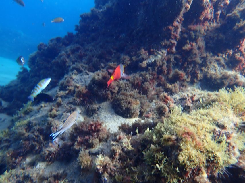 Puerto del Carmen: Snorkeling Trip with Dive Instructor - Price and value: what $65 buys you in Puerto del Carmen