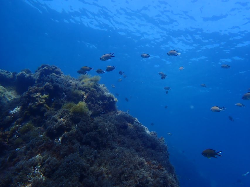 Puerto del Carmen: Snorkeling Trip with Dive Instructor - Who should book this snorkeling trip (and who should skip it)