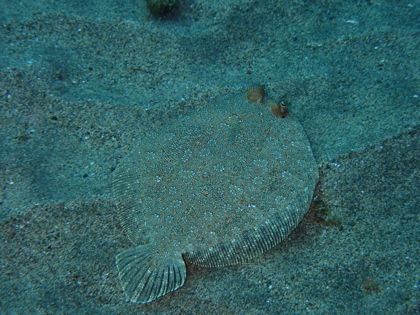 Puerto del Carmen: Snorkeling Trip with Dive Instructor - Booking tips that can save your day at Playa Chica