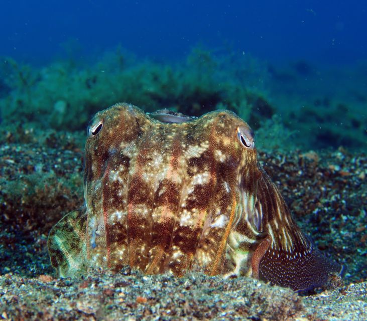 Puerto del Carmen: Try Scuba Diving with 1 Dive - Where You Start in Puerto del Carmen (and Why It’s Simple)