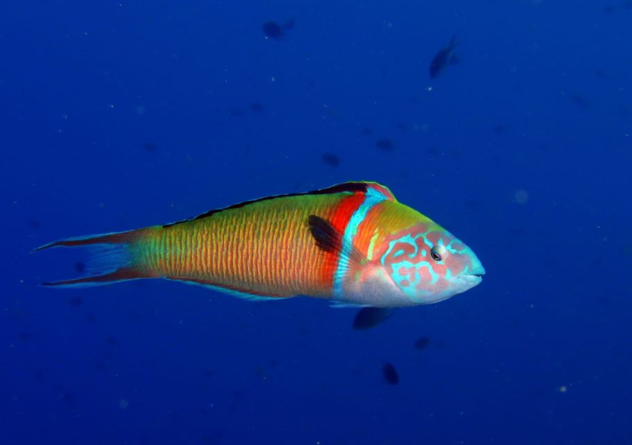 Puerto del Carmen: Try Scuba Diving with 1 Dive - Price and Value: Why ~$74 Can Make Sense
